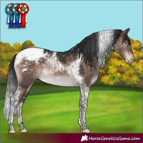 Horse Color:Brown Dun Mushroom Tobiano Appaloosa 