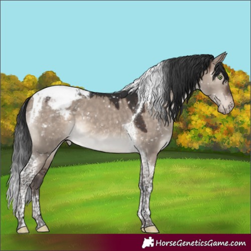 Horse Color:Brown Dun Mushroom Tobiano Appaloosa