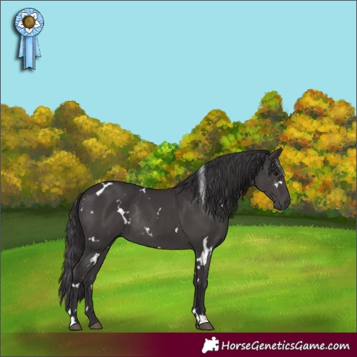 Horse Color:White Spotted Smoky Black Rabicano 