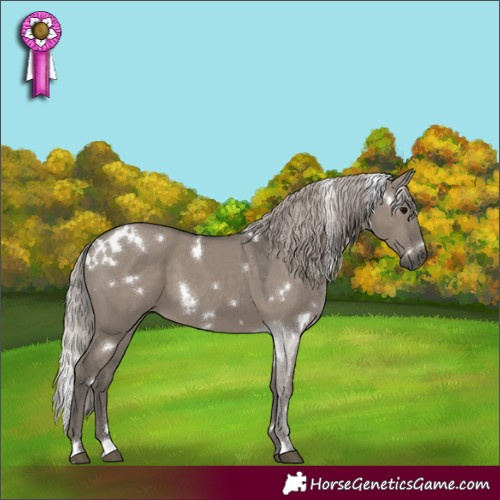 Horse Color:White Spotted Silver Grullo 