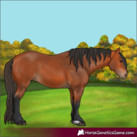 Horse Color:Unknown 