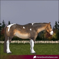 Horse Color:Buckskin Sabino Tobiano 