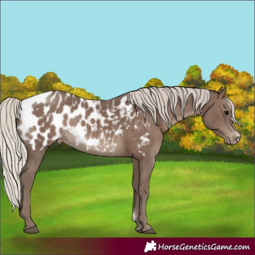 Horse Color:Silver Black Sabino Appaloosa Rabicano 