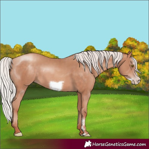 Horse Color:Silver Sable Champagne Sabino Frame Rabicano