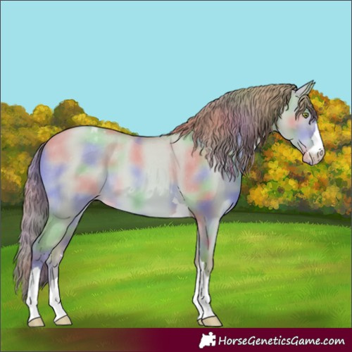 Horse Color:Nacre Gold Champagne Dun Appaloosa
