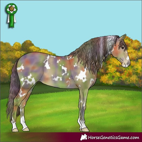 Horse Color:Nacre White Spotted Classic Champagne Appaloosa 