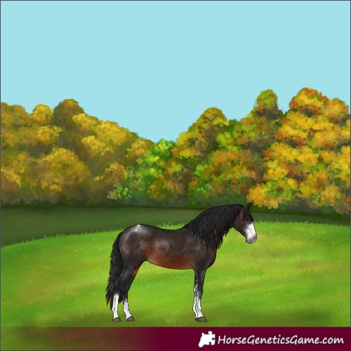Horse Color:Gray Bay Sabino Tobiano 
