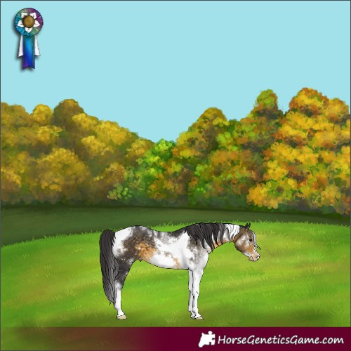 Horse Color:White Spotted Buckskin Tobiano Frame Appaloosa 