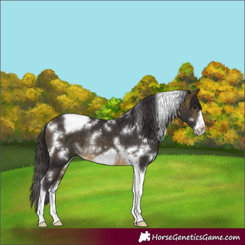 Horse Color:White Spotted Buckskin Tobiano Frame Rabicano 