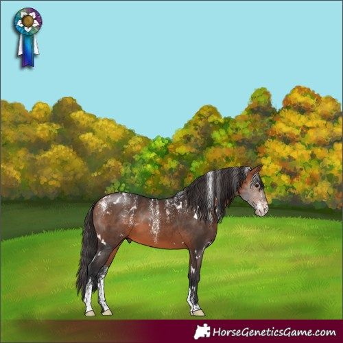 Horse Color:Powder White White Spotted Bay