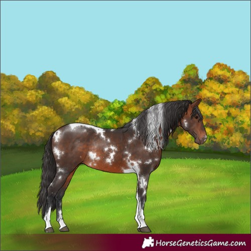 Horse Color:White Spotted Bay Tobiano Rabicano 