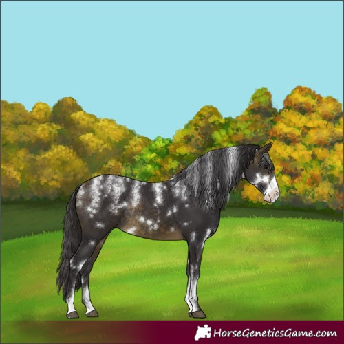 Horse Color:Powder White White Spotted Buckskin Frame Rabicano 