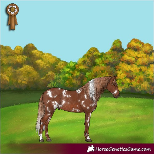 Horse Color:White Spotted Chestnut Rabicano