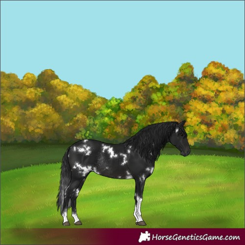 Horse Color:Gray White Spotted Brown Tobiano Rabicano 