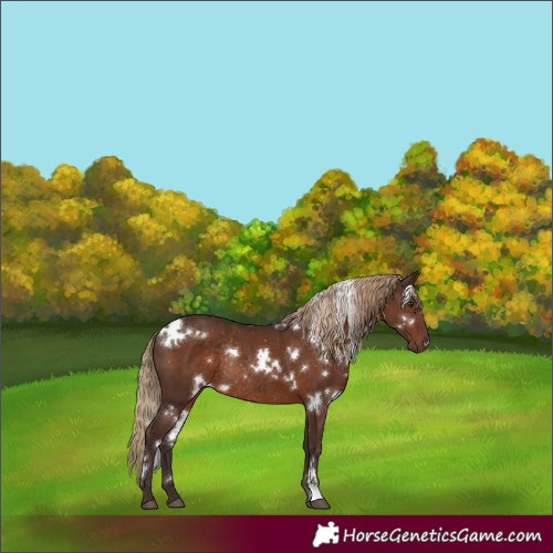 Horse Color:White Spotted Liver Chestnut Rabicano 