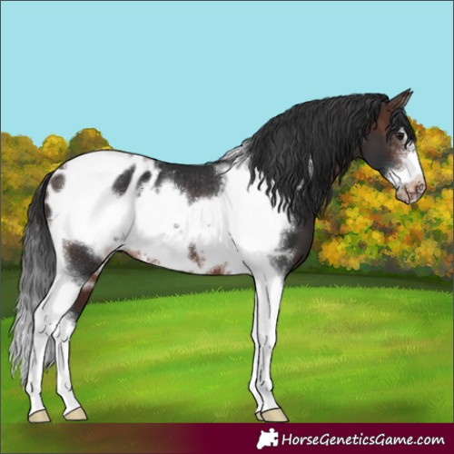 Horse Color:Brown Sabino Tobiano Frame Appaloosa Rabicano