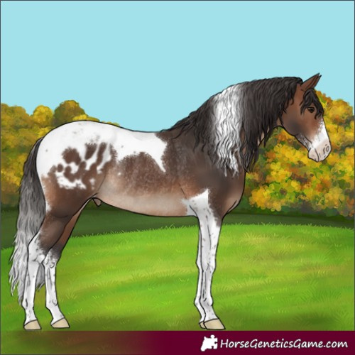 Horse Color:Brown Sabino Tobiano Appaloosa Rabicano
