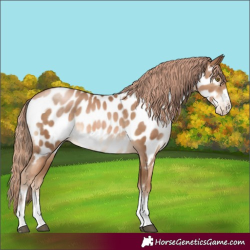 Horse Color:Liver Chestnut Pearl Appaloosa Rabicano