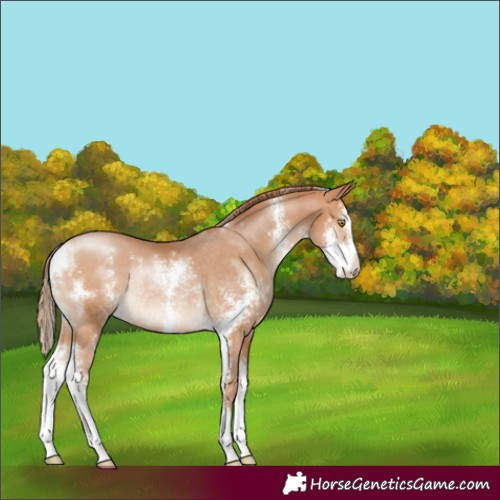 Horse Color:Bay Pearl Sabino Rabicano 