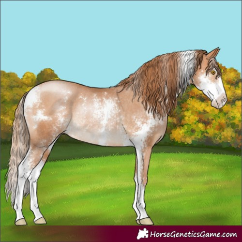 Horse Color:Bay Pearl Sabino Rabicano 