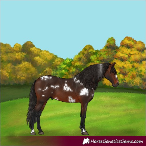 Horse Color:Gray White Spotted Bay 