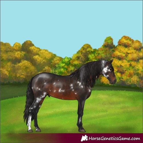 Horse Color:Gray White Spotted Bay Sabino Rabicano 