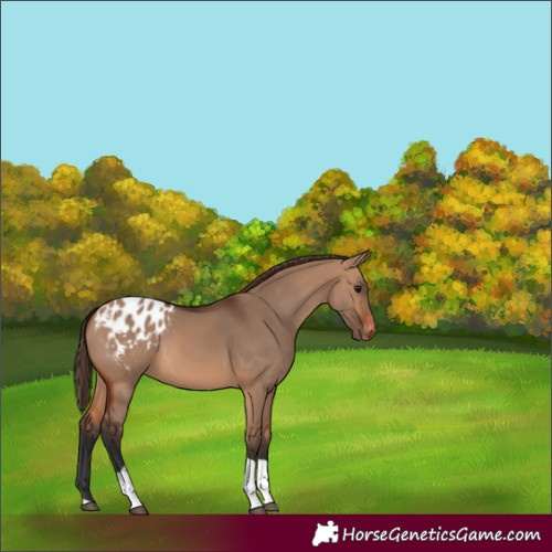 Horse Color:Bay Dun Tobiano Appaloosa 