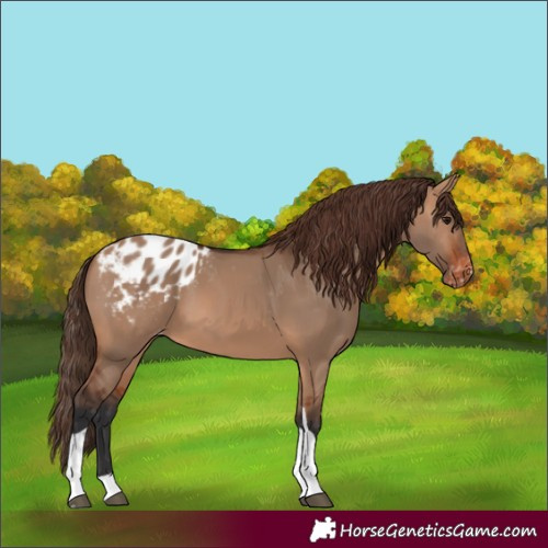 Horse Color:Bay Dun Tobiano Appaloosa