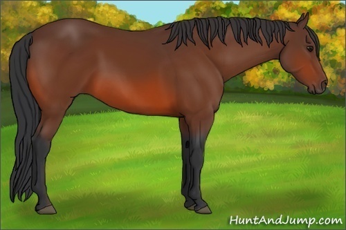 Horse Color:Bay Rabicano 