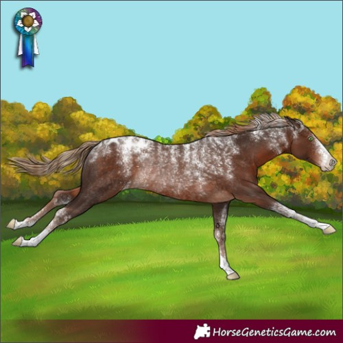 Horse Color:Powder White Liver Chestnut Appaloosa Rabicano