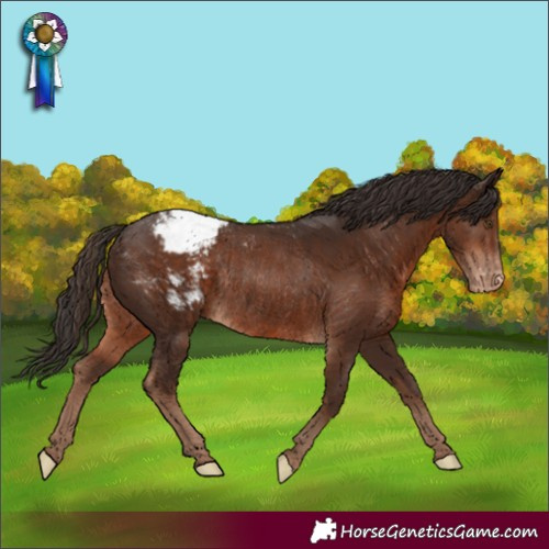 Horse Color:Liver Chestnut Appaloosa Rabicano 