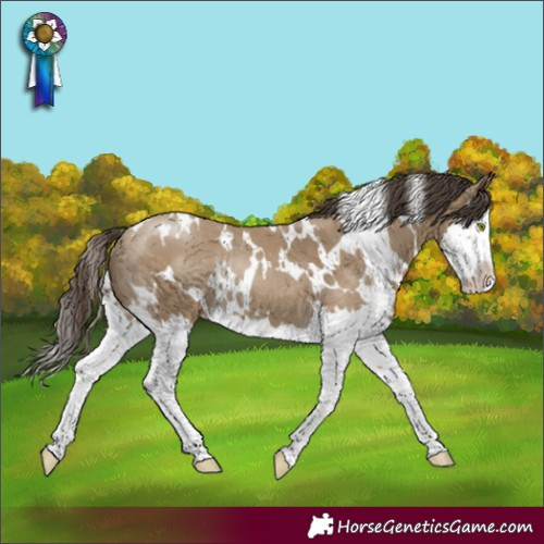 Horse Color:White Spotted Classic Cream Champagne Splash Rabicano 
