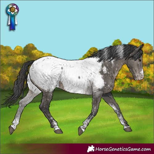 Horse Color:Powder White Grullo Appaloosa 