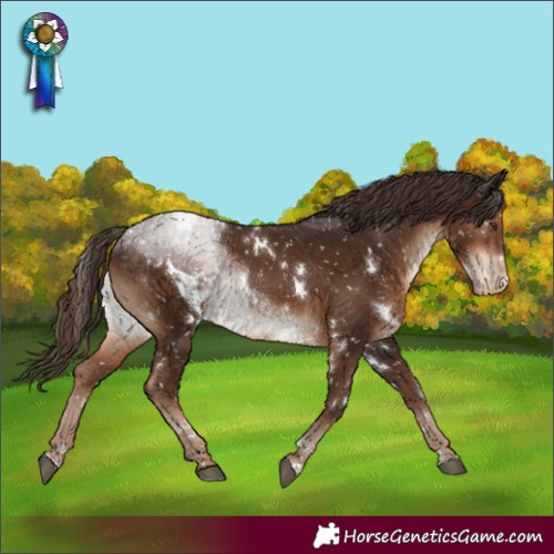 Horse Color:White Spotted Liver Chestnut Appaloosa Rabicano