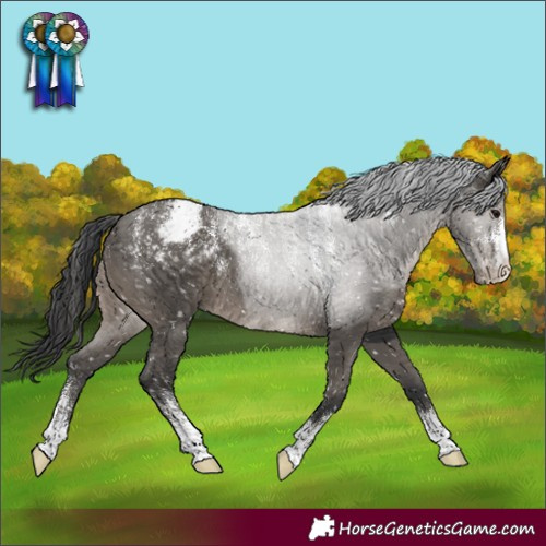Horse Color:Powder White Grullo Appaloosa 