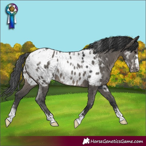 Horse Color:Powder White Grullo Appaloosa
