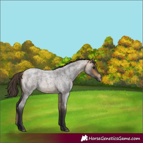 Horse Color:Buckskin Roan 