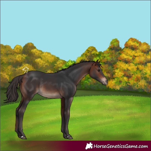 Horse Color:Bay Rabicano 