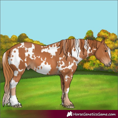 Horse Color:White Spotted Chestnut 