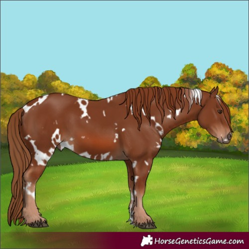 Horse Color:White Spotted Chestnut 