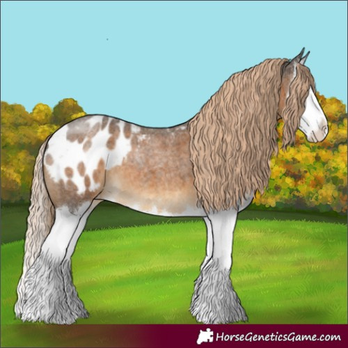 Horse Color:Chocolate Palomino Roan Splash Appaloosa