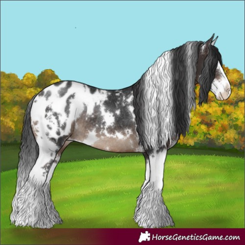 Horse Color:White Spotted Brown Sabino Splash Appaloosa Rabicano