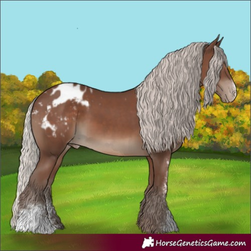Horse Color:Silver Black Sabino Appaloosa Rabicano 
