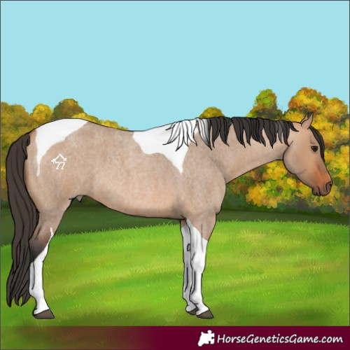 Horse Color:Bay Roan Dun Tobiano