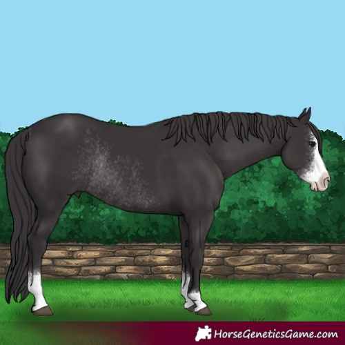 Horse Color:Smoky Black Sabino Rabicano 