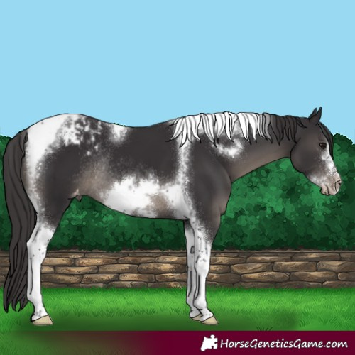 Horse Color:Smoky Black Tobiano Frame Appaloosa Rabicano 