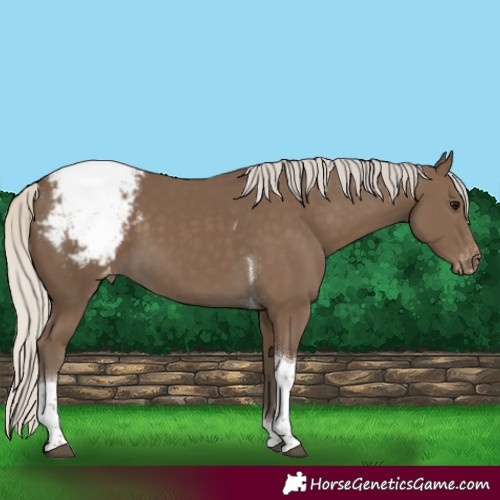 Horse Color:Silver Smoky Black Tobiano Appaloosa 