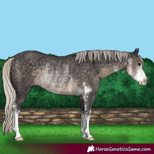 Horse Color:Silver Smoky Black Sabino Rabicano 