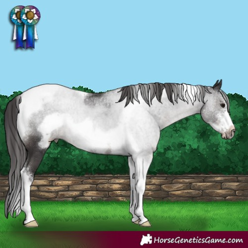 Horse Color:Smoky Black Sabino Tobiano Frame Rabicano
