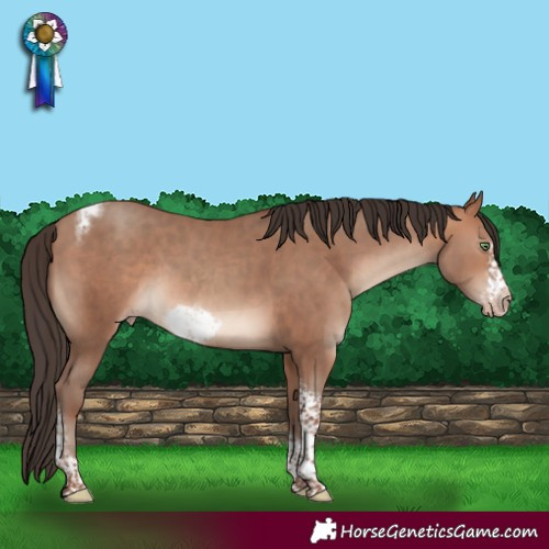 Horse Color:Sable Champagne Sabino Tobiano Frame Rabicano 